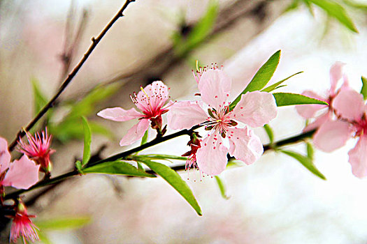 桃花,粉色,花开