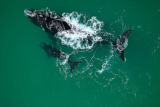 南露脊鲸,幼兽,南非