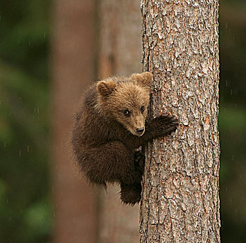 年轻,褐色,熊,幼兽,攀登,树,卡瑞里亚,芬兰,欧洲