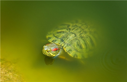淡水,龟