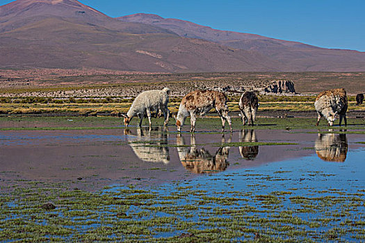 玻利维亚乌尤尼盐湖山区羊驼