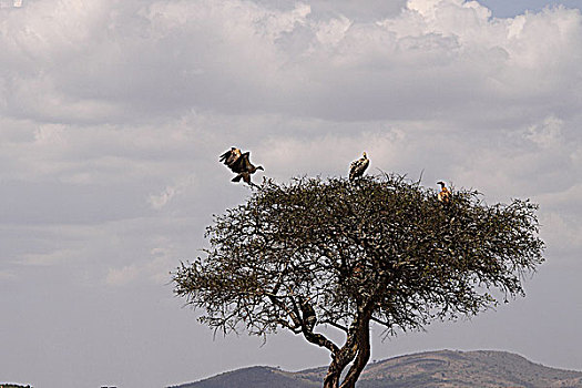 肯尼亚非洲秃鹫-树梢近景