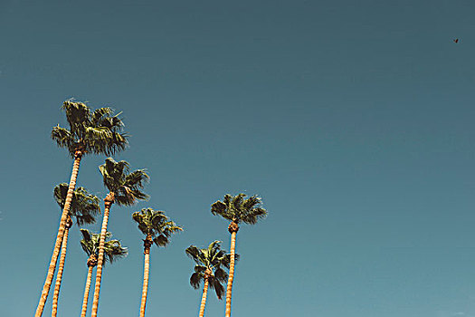 棕榈树,蓝天,棕榈泉,加利福尼亚,美国
