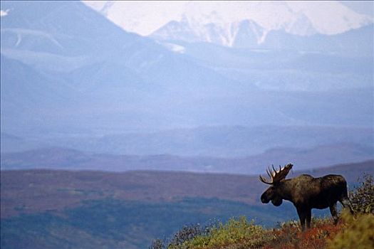 驼鹿,山脊,夏天,德纳里国家公园,阿拉斯加山脉,室内