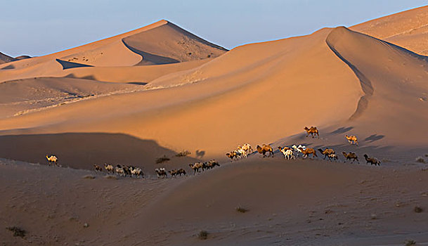 内蒙古阿拉善盟沙漠骆驼
