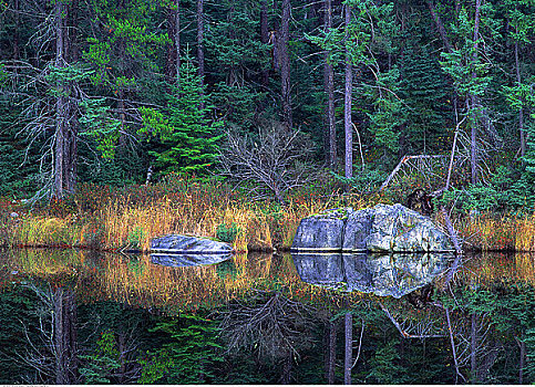 反射,石头,树,湖,靠近,安大略省,加拿大