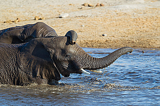 非洲象,两个,雌性,乐趣,水潭,埃托沙国家公园,纳米比亚,非洲