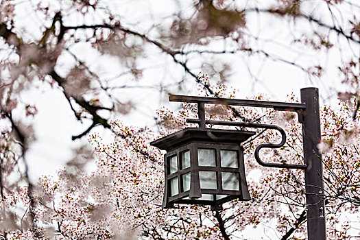 灯笼,盛开,樱桃树,袛园,京都,日本
