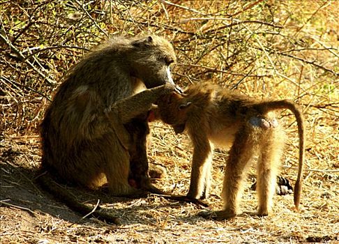南非大狒狒,豚尾狒狒,幼兽,一个,树林,乔贝国家公园,博茨瓦纳