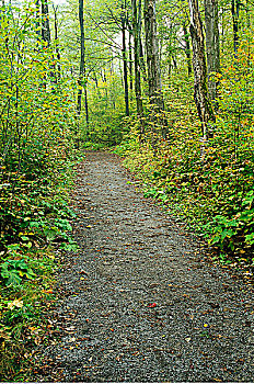 小路,树林,加蒂诺公园,魁北克,加拿大