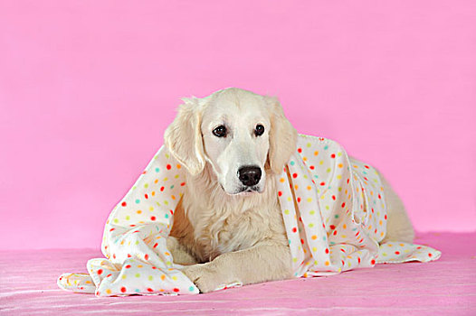 金毛猎犬,卧,毯子