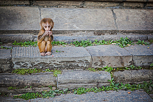 小猴,帕斯帕提那神庙,加德满都
