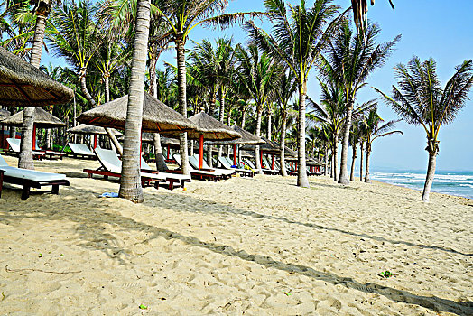 沙滩,海滩,椰树