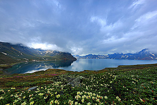 长白山高山花卉