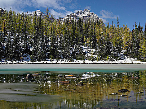 冰冻,水塘,幽鹤国家公园,不列颠哥伦比亚省,加拿大