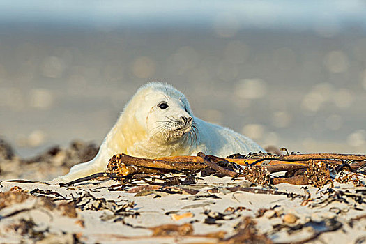 头像,灰海豹,幼仔,躺着,海滩,欧洲