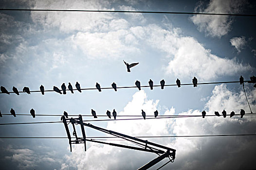 鸟,电,轨道,线