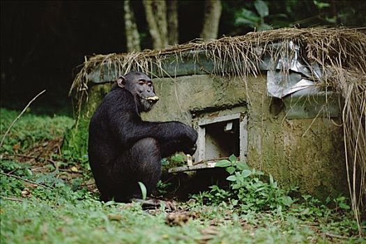 黑猩猩,类人猿,香蕉,车站,冈贝河国家公园,坦桑尼亚