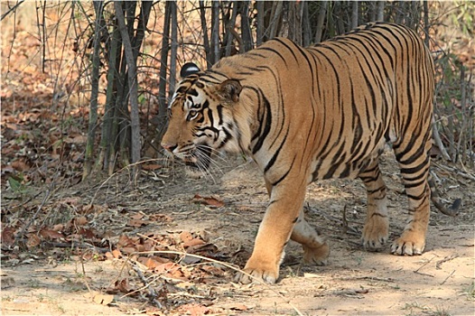 虎,国家公园,班达迦