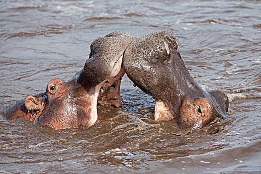 河马,两个,成年人,特写,头部,争斗,水中,塞伦盖蒂国家公园,坦桑尼亚,非洲