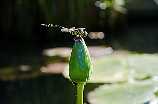 荷花