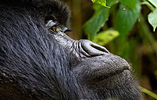山地大猩猩,大猩猩,维龙加山,火山国家公园,卢旺达