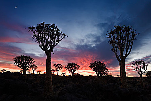 抖树,二歧芦荟,剪影,日落,基特曼斯胡普,纳米比亚