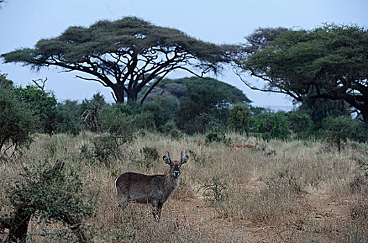 非洲大羚羊