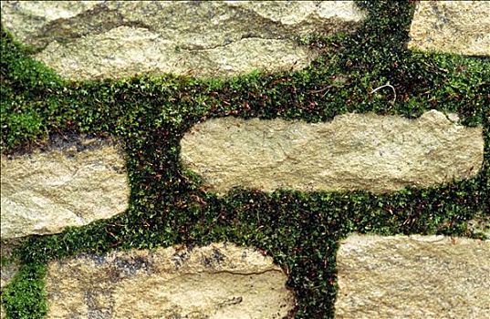苔藓,石墙,特写,图案,白金汉郡,英格兰,英国