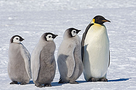 帝企鹅,三个,幼禽,威德尔海,南极