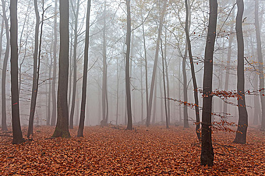 秋天,树林,雾,彩色,叶子,林中地面,秋日树林,树,巴登符腾堡,德国,欧洲