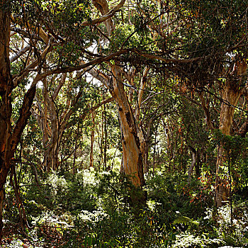 桉树林,国家,公园,西澳大利亚州,澳大利亚