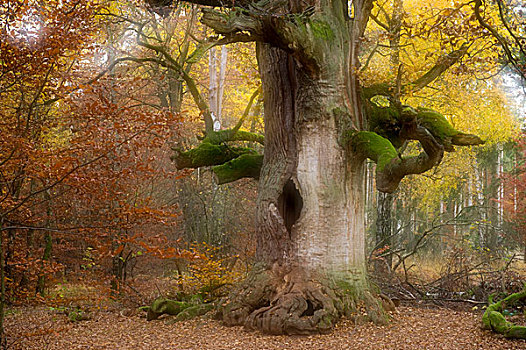 橡树,栎属,700年,秋天,原始,树林,北方,黑森州,德国,欧洲
