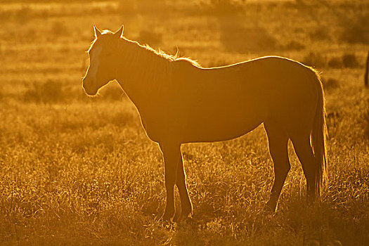 马,日落,逆光,亚利桑那,美国