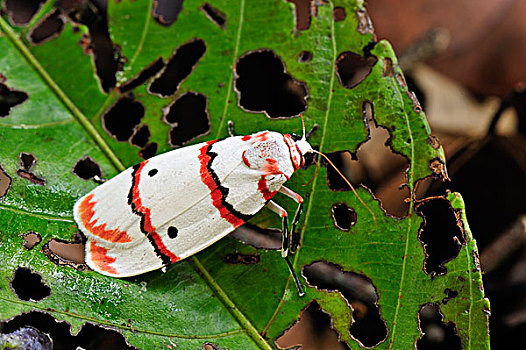 灯蛾科,檀中埠廷国立公园,婆罗洲,印度尼西亚