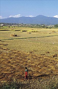 稻田,丰收,女人,走,上方,地点,种稻,农业,加德满都,山峦,那不勒斯,亚洲