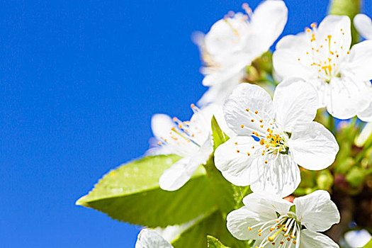 特写,白色,樱花,蓝天,德国