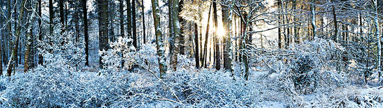 树林,日出,降雪,英格兰