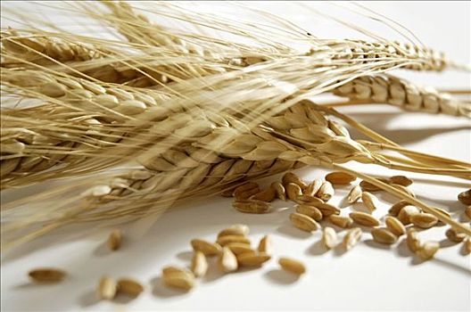 小麦,品种