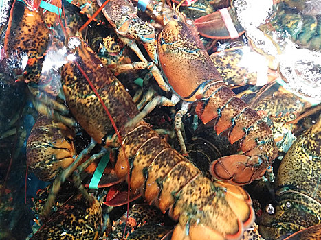 虾,蟹,龙虾,海产品,生猛海鲜