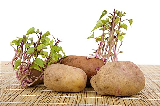 土豆,发芽