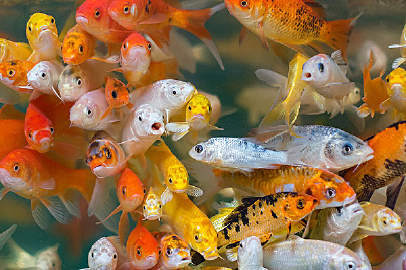 观赏鱼类图片_观赏鱼类高清图片_全景视觉