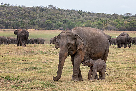 斯里兰卡人,大象,象属,动物,小动物,国家公园,斯里兰卡,亚洲