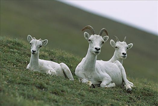 野大白羊,白大角羊,女性,两个,羊羔,休息,苔原,克卢恩国家公园,加拿大