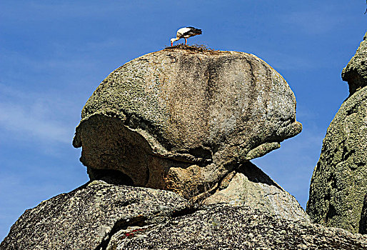 白鹳,岩石上,自然遗产,卡塞雷斯,埃斯特雷马杜拉,西班牙,欧洲