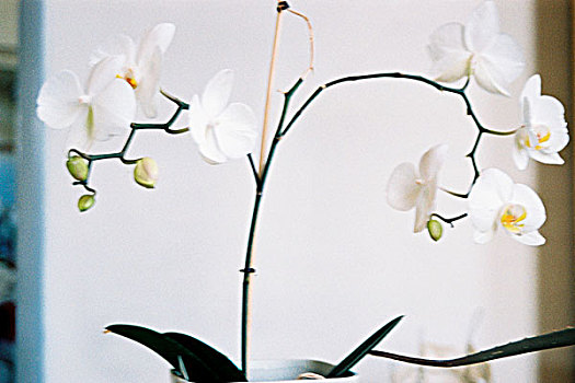 白色,兰花,茎,花,背景