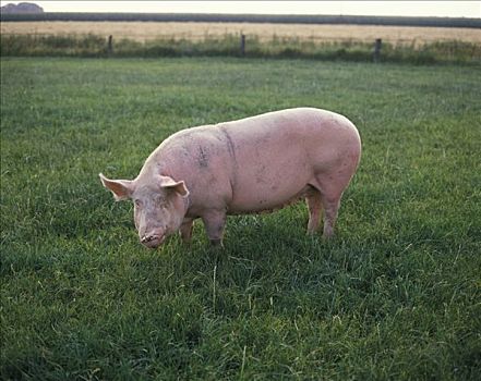 猪,牧场,北莱茵威斯特伐利亚,德国