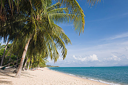 海滩,棕榈树,苏梅岛,泰国,亚洲