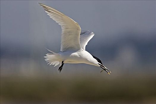 白嘴端燕鸥,白嘴端燕,飞,鸟嘴,岛屿,港口,英格兰