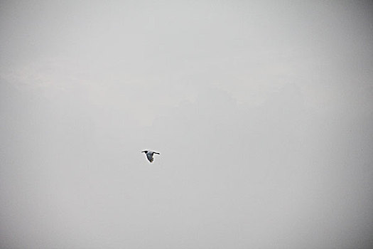 白鹤飞翔